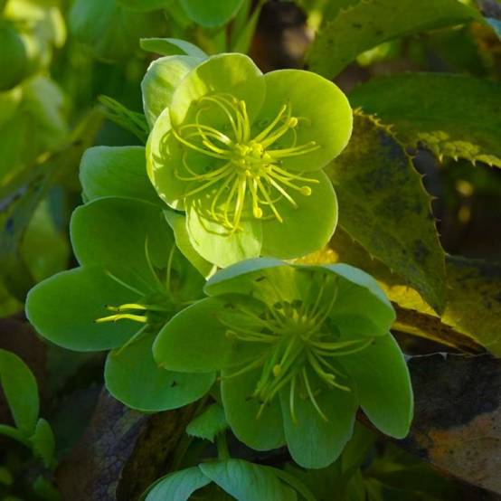 3 Hellébores de Stern (Helleborus 'Sternii') - Lot de 3 vivaces - Pépinières Naudet - Image 1