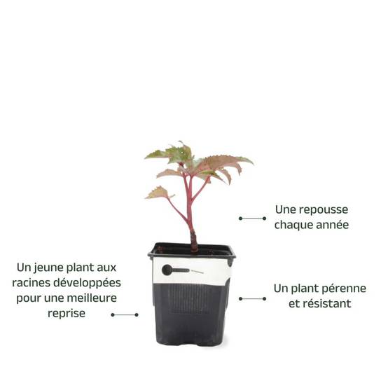 3 Hellébores de Stern (Helleborus 'Sternii') - Lot de 3 vivaces - Pépinières Naudet - Image 3