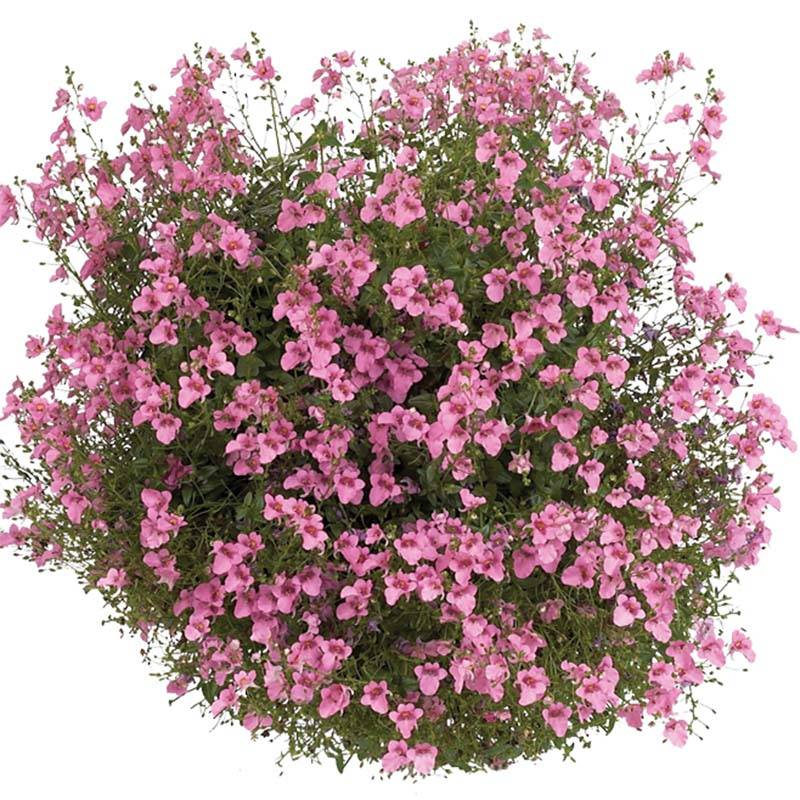 Diascia Breezee Plus Pink Mini-motte Ø 1,5/2,5 cm, Plant vert de 5 à 10 cm de haut (par 5)