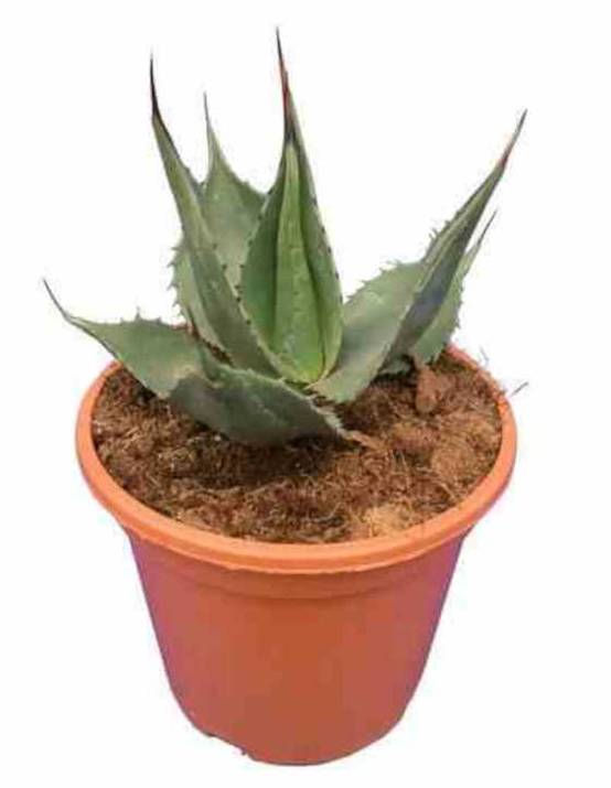 Sans Marque - Agave americana cv. Havardiana Pot de 5 litres - Image 1
