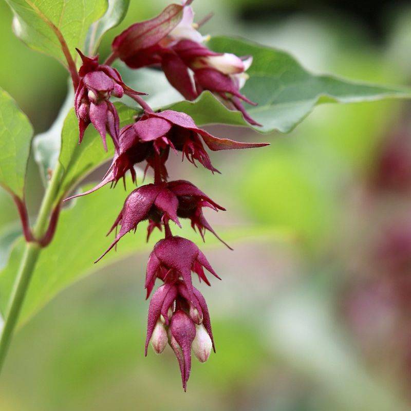 Arbre aux faisans 'Purple Rain' (Leycesteria formosa 'Purple Rain') - Godet 9cm - Pépinières Naudet - Image 2