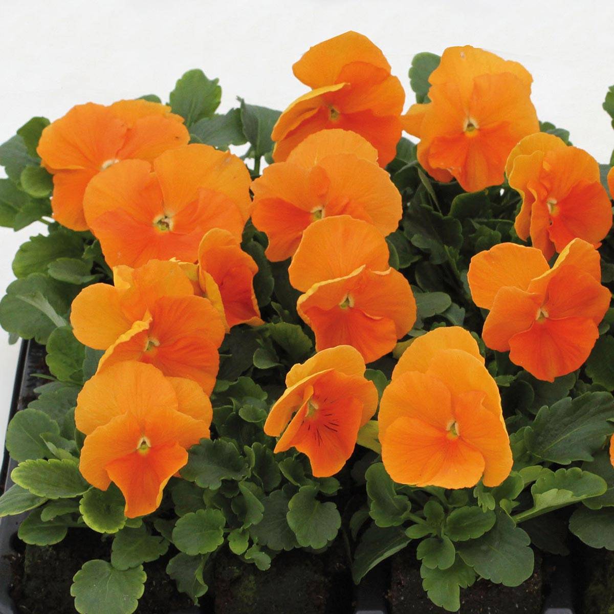 Promesse de Fleurs - Pensée Matrix Orange Deep F1 Mini-motte Ø 1,5/2,5 cm, Plant vert de 3 à 5 cm de haut environ (par 5)