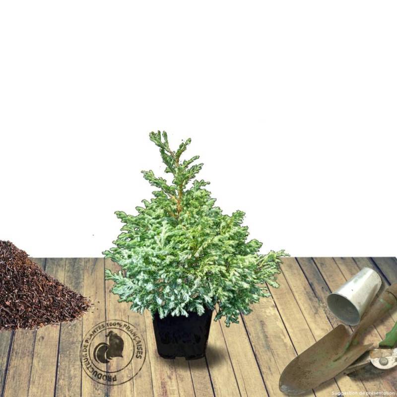 Cyprès Sawara Boulevard, Chamaecyparis pisifera - Pot de 7,5L - 40/60 cm - Image 7