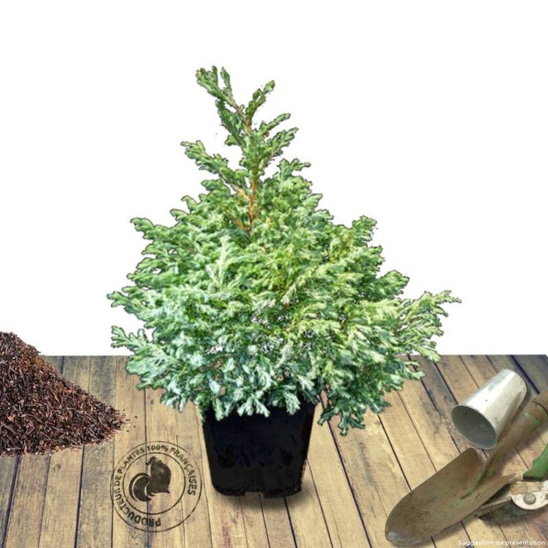 Cyprès Sawara Boulevard, Chamaecyparis pisifera - Pot de 7,5L - 40/60 cm - Image 8