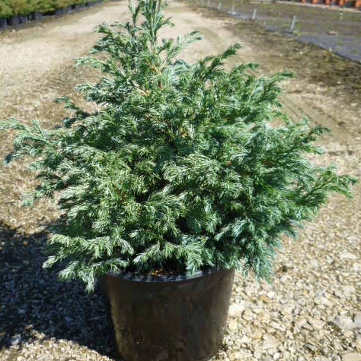 Cyprès Sawara Boulevard, Chamaecyparis pisifera - Pot de 7,5L - 40/60 cm - Image 1