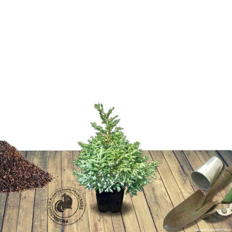 Cyprès Sawara Boulevard, Chamaecyparis pisifera - Pot de 7,5L - 40/60 cm - Image 6