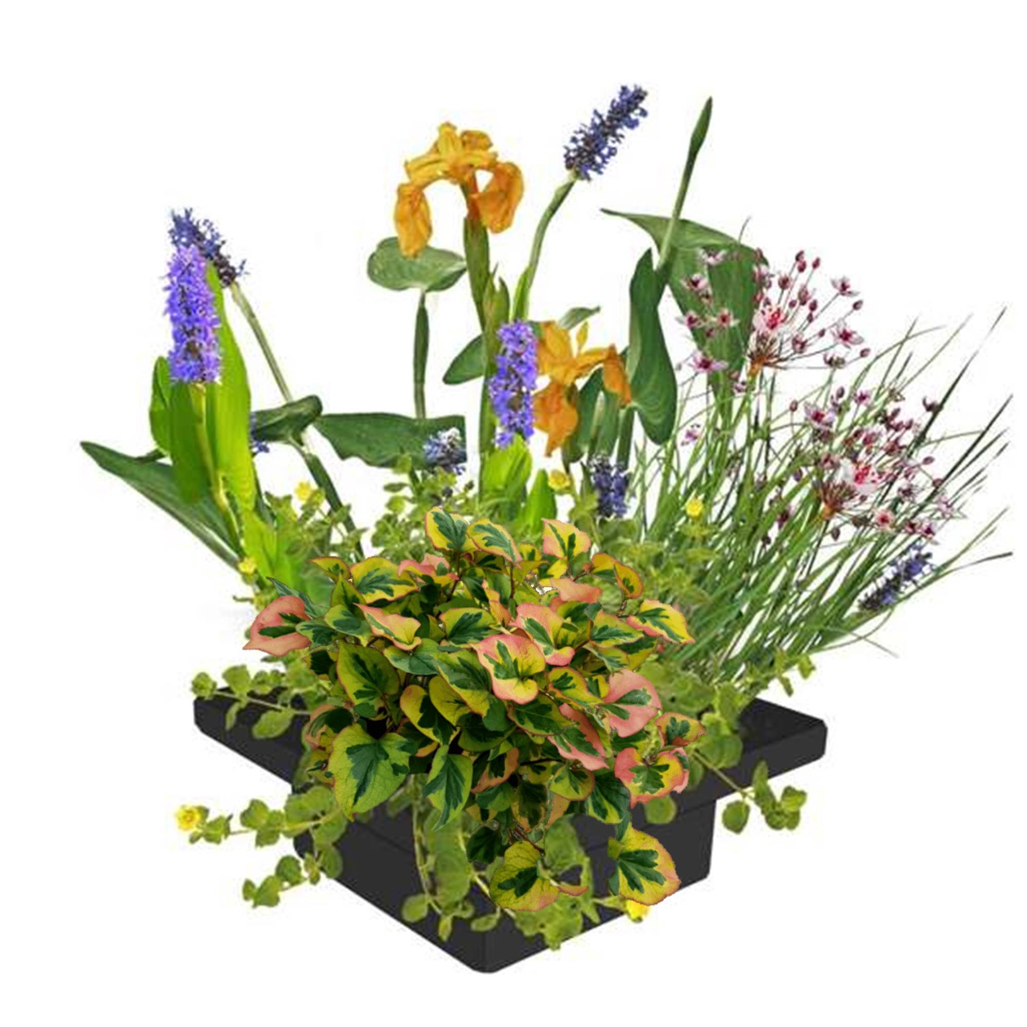 0 - Île de Plantes Bassin - 4 Variétés de Plantes - 25x25 cm - Image 1