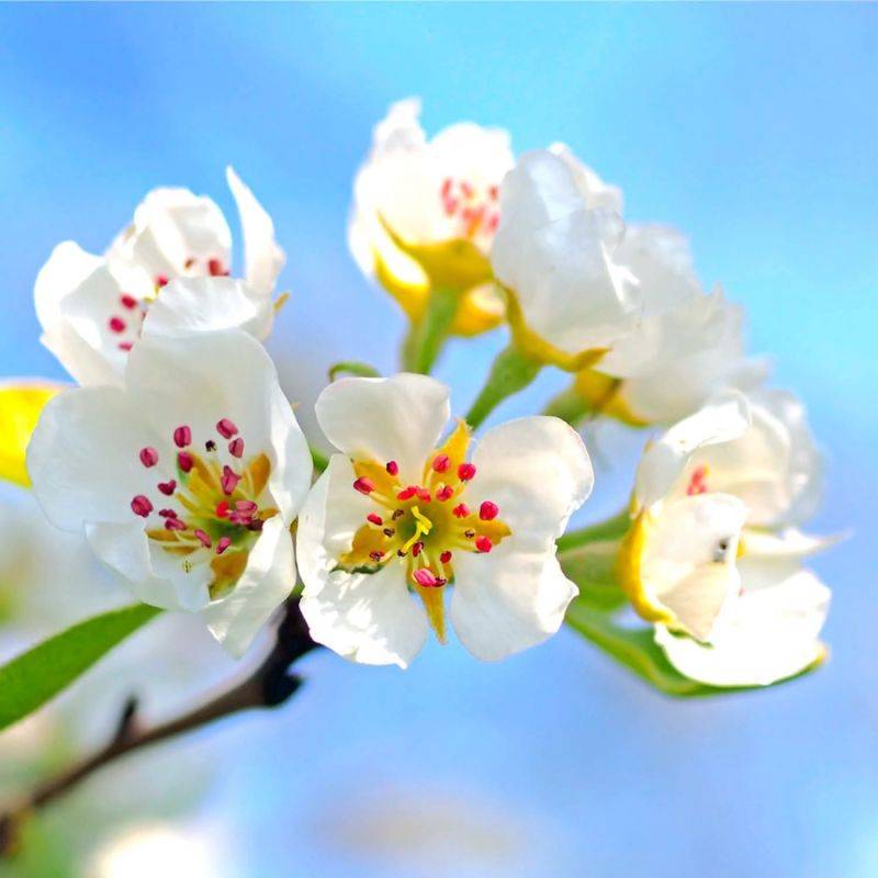 Poirier Sauvage (Pyrus Communis) - Godet - Taille 20/50cm - Pépinières Naudet