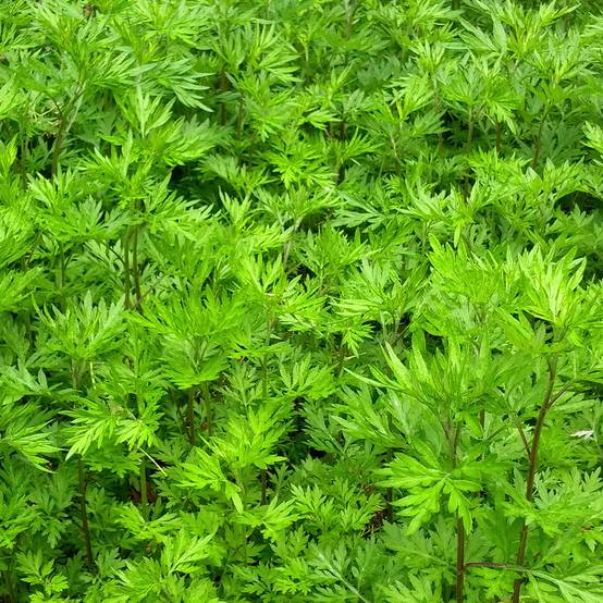 Armoise - Artemisia vulgaris - Herbe de feu Godet de 7/8 cm