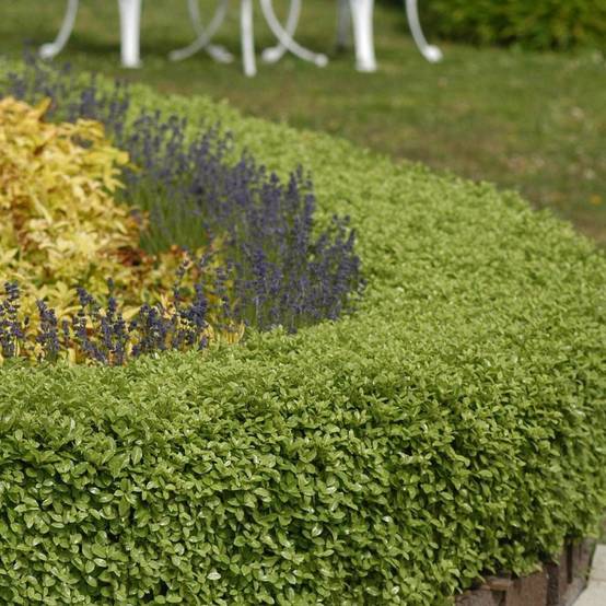 Pittosporum Golf Ball, Pittospore - Pot de 7,5L - 60/80 cm - Image 8