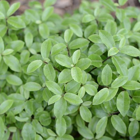 Pittosporum Golf Ball, Pittospore - Pot de 7,5L - 60/80 cm - Image 9