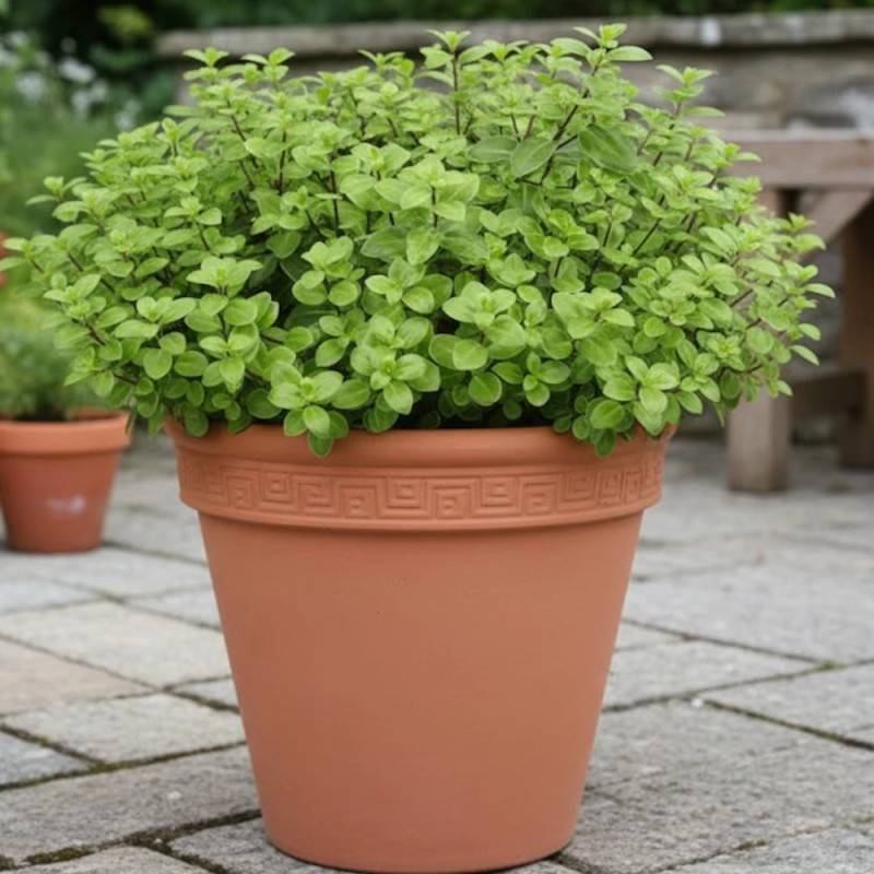 Pittosporum Golf Ball, Pittospore - Pot de 7,5L - 60/80 cm - Image 6