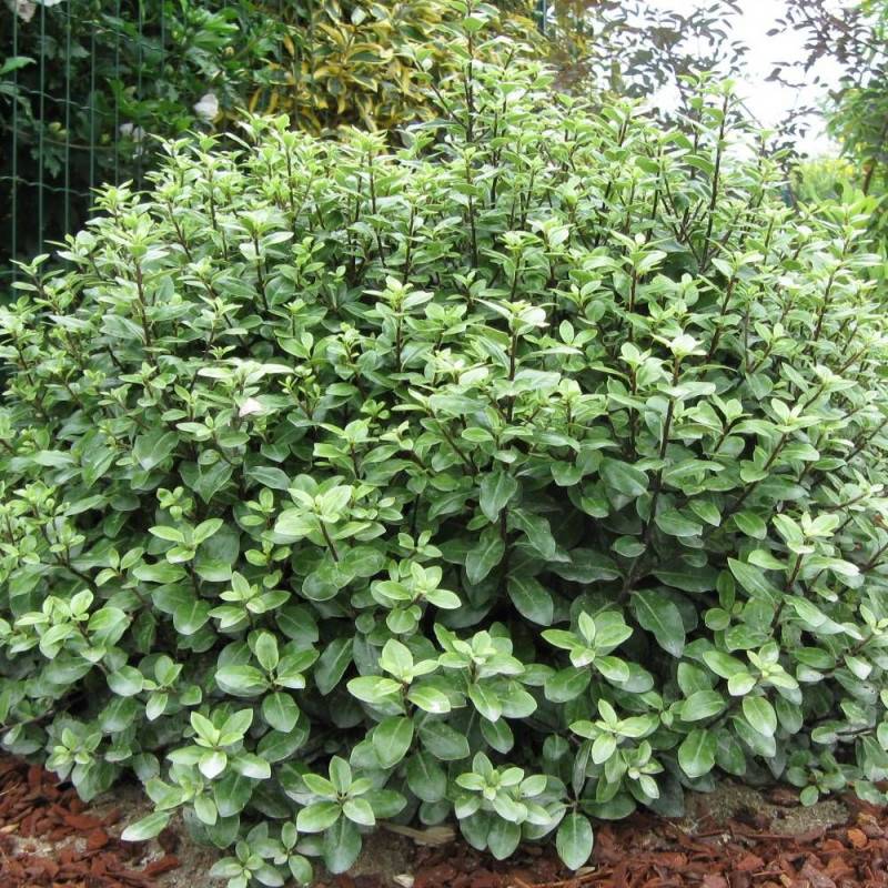 Pittosporum Golf Ball, Pittospore - Pot de 7,5L - 60/80 cm - Image 2