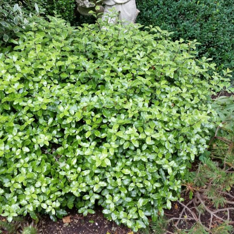 Pittosporum Golf Ball, Pittospore - Pot de 7,5L - 60/80 cm - Image 10
