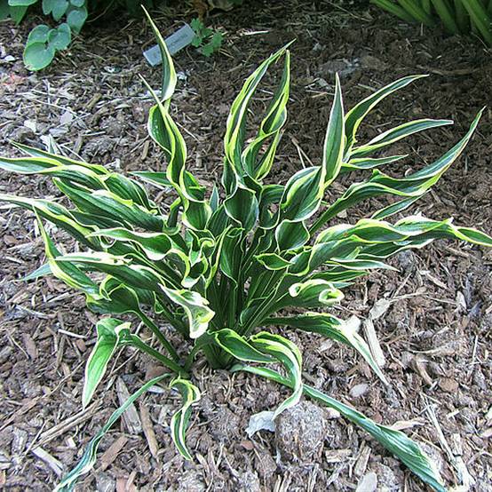 Promesse de Fleurs - Hosta Hands Up Pot de 1,5L/2L