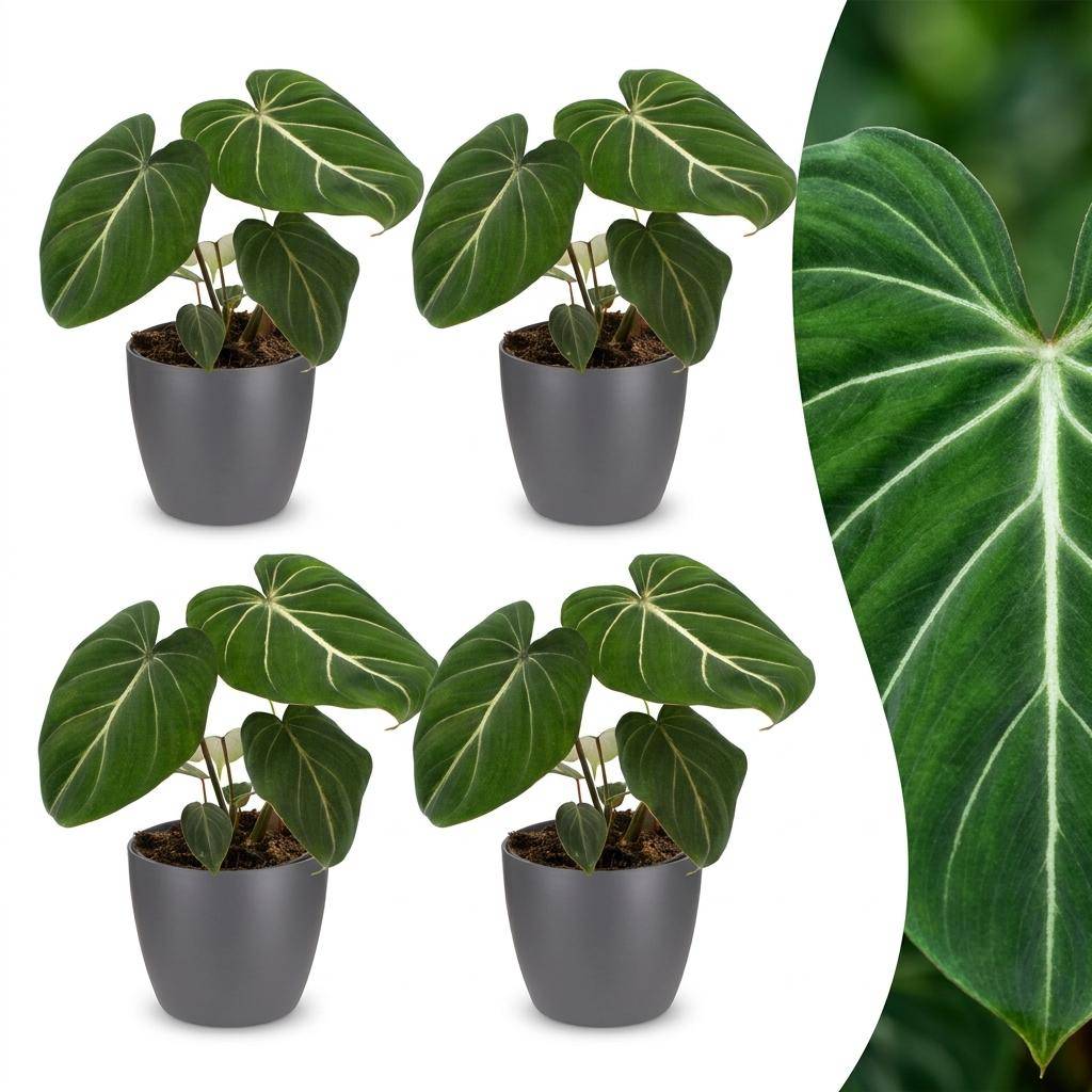 Philodendron Gloriosum - Pot de 12cm - 4 plantes - Gris - Plantes d'intérieur - Image 1
