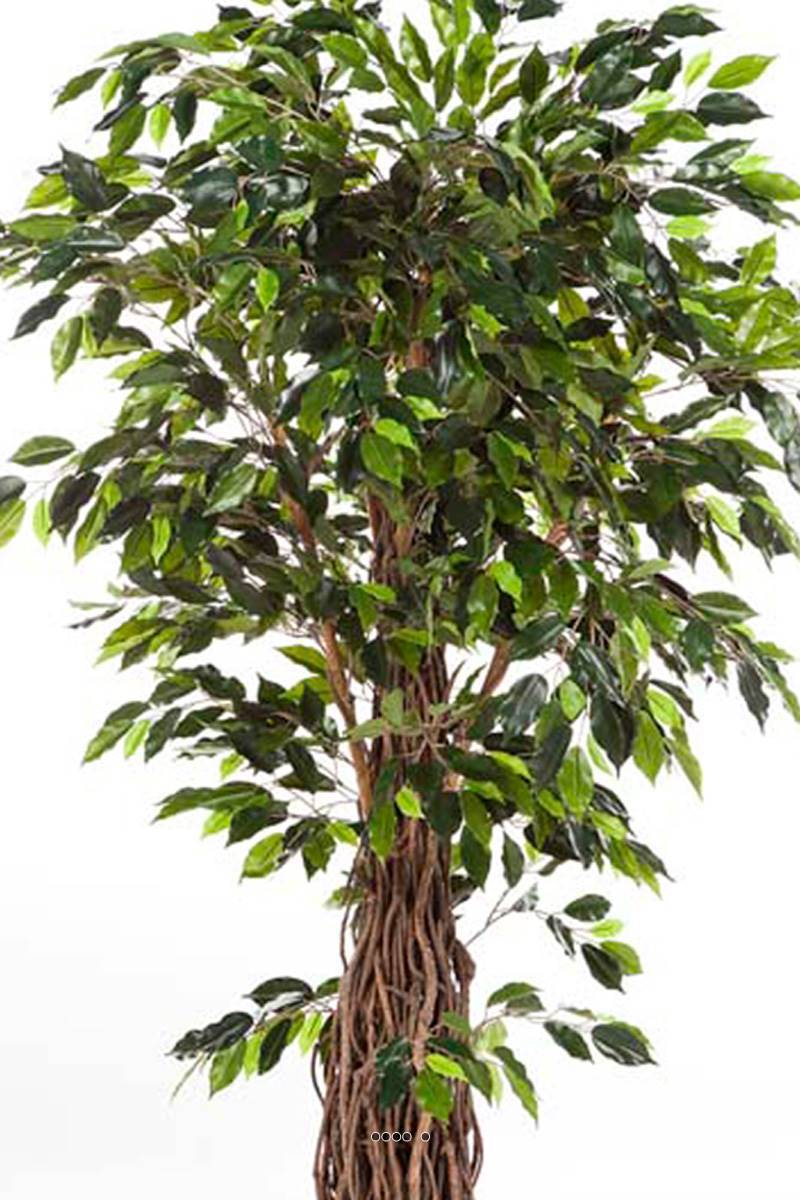 Artificielles - Ficus lianes artificiel luxe H 180 cm 1600 feuilles gros tronc en pot - dimhaut: H 180 cm - couleur: Vert - Image 2