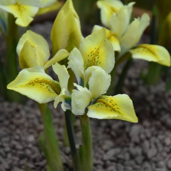 Promesse de Fleurs - Iris reticulata North Star Bulbe calibre 5+ (par 5)
