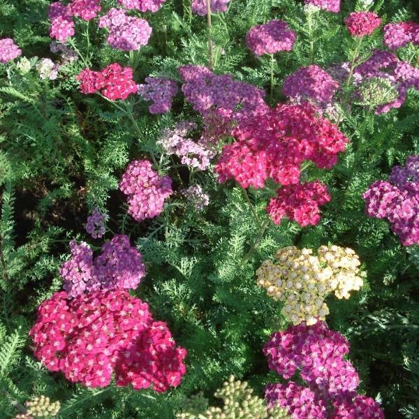 Promesse de Fleurs - Achillée millefeuille Saucy seduction Pot de 2L/3L