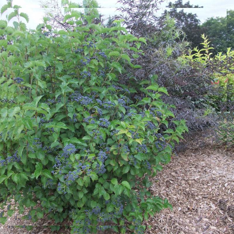 Viburnum dentatum Blue Muffin - Viorne dentée Pot de 12L/15L - Image 1