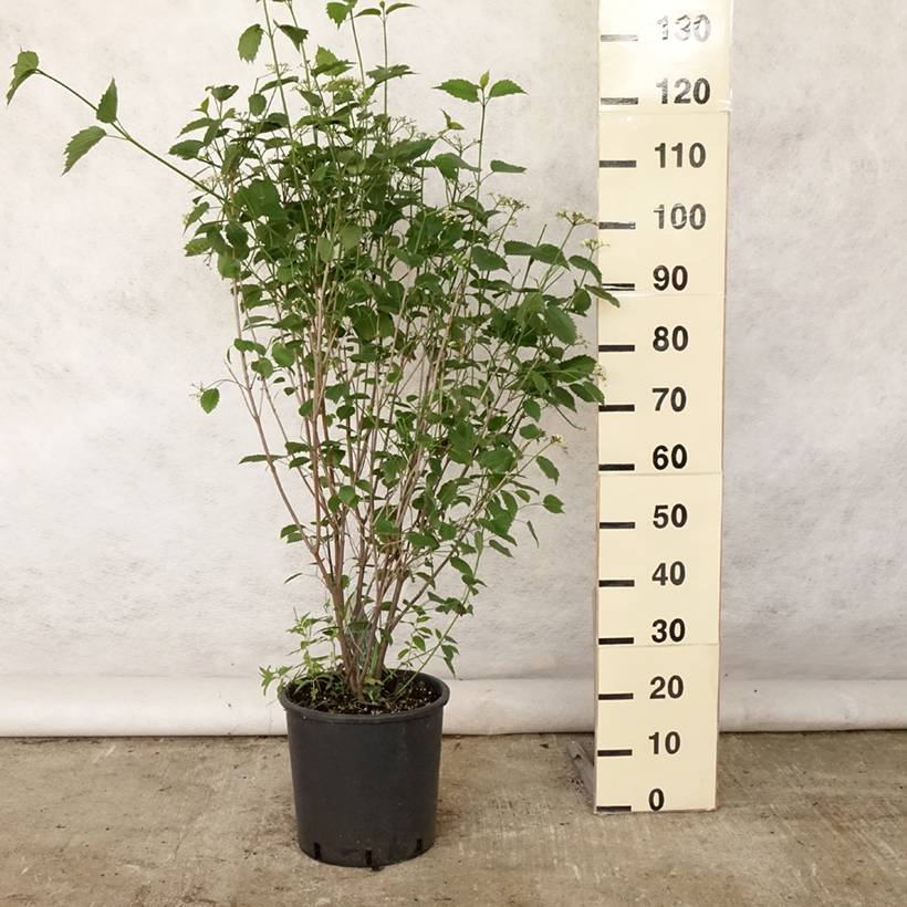 Viburnum dentatum Blue Muffin - Viorne dentée Pot de 12L/15L - Image 2