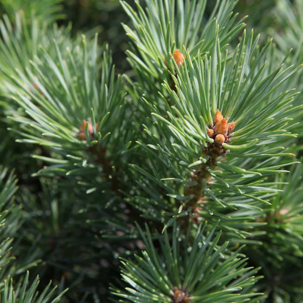 Pinus sylvestris Watereri - Pin sylvestre Pot de 2L/3L