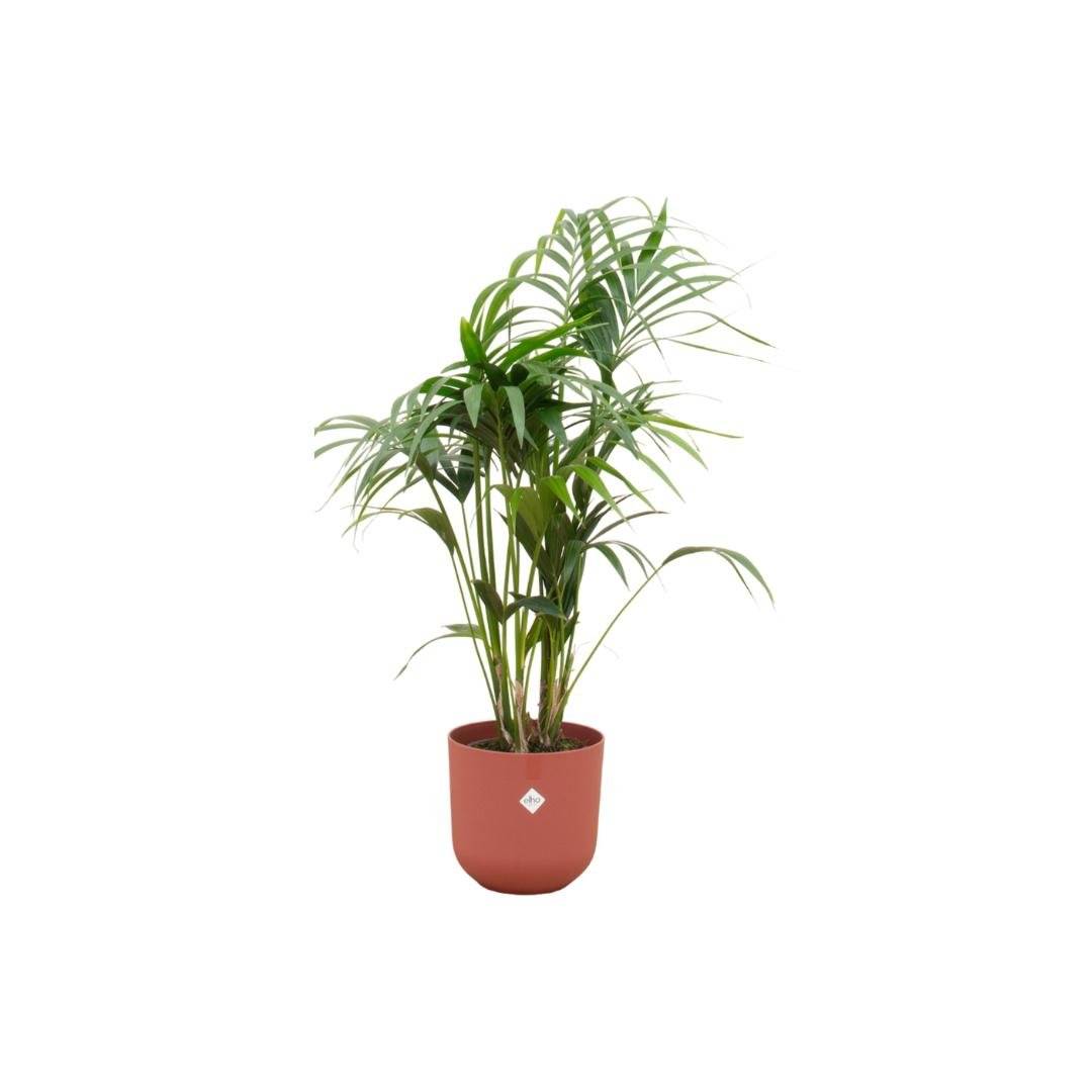 Palmier Kentia 160cm et son pot- La Green Touch Rouge 26cm - Hauteur 160cm