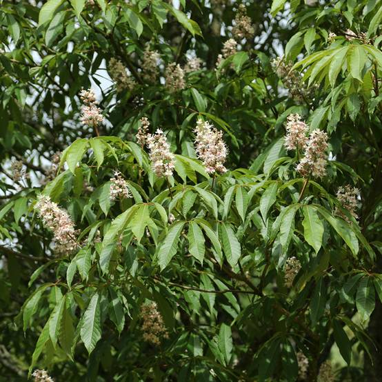 Aesculus chinensis - Marronnier de Chine Pot de 12L/15L - Image 1