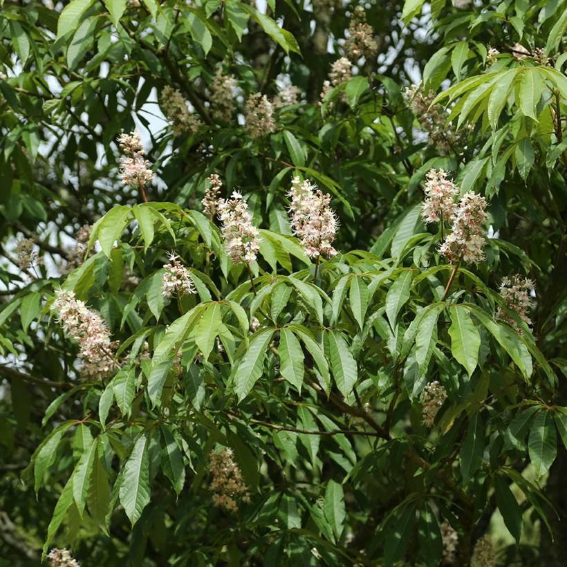 Aesculus chinensis - Marronnier de Chine Pot de 12L/15L - Image 1