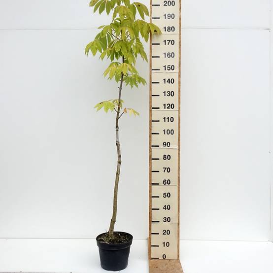 Aesculus chinensis - Marronnier de Chine Pot de 12L/15L - Image 2