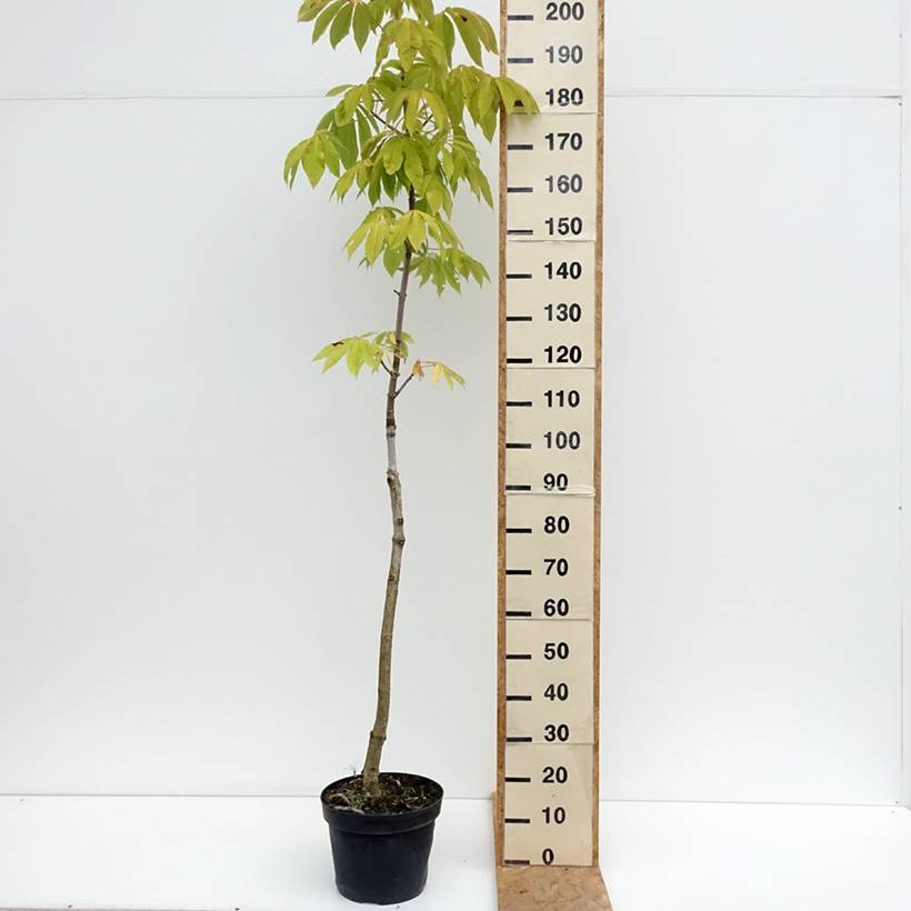 Aesculus chinensis - Marronnier de Chine Pot de 12L/15L - Image 2