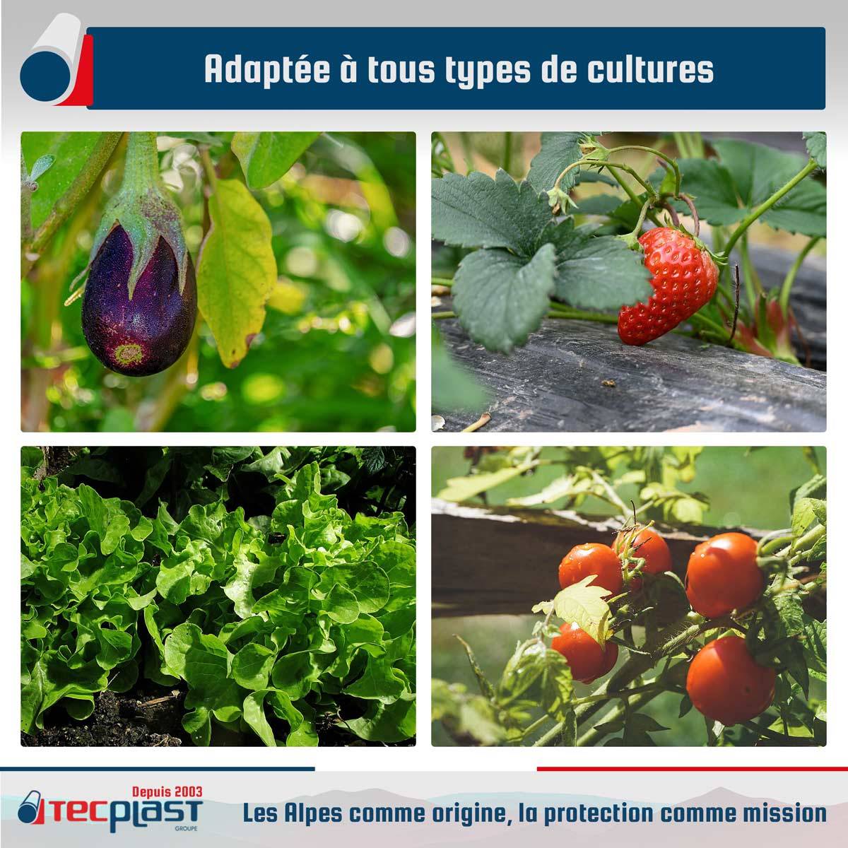 Bâche Serre 6x3 m 200SE - Film plastique transparent pour serre de jardin - Haute Performance - Made in France TECPLAST - Image 4
