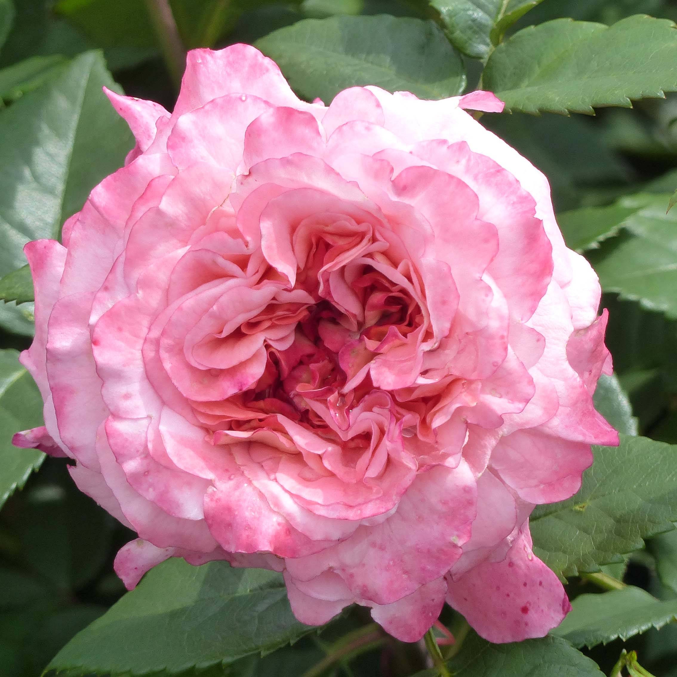 Rosier à grandes fleurs Augusta Luise Racines nues en motte