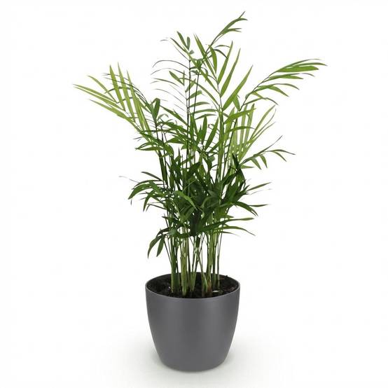 La Green Touch - Chamaedorea Elegans - H40cm - Image 4