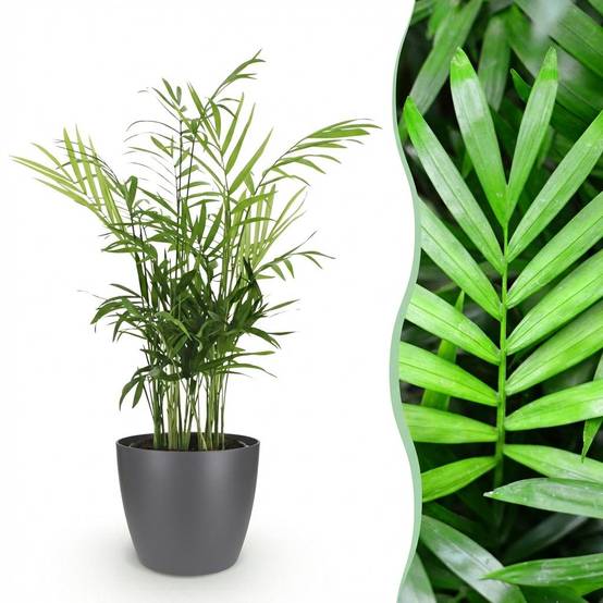 La Green Touch - Chamaedorea Elegans - H40cm - Image 2