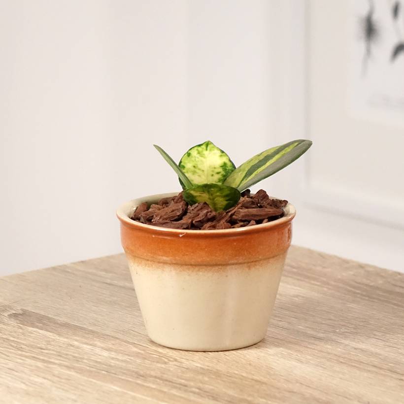 Hoya australis Tricolor - Fleur de porcelaine Mini-plante