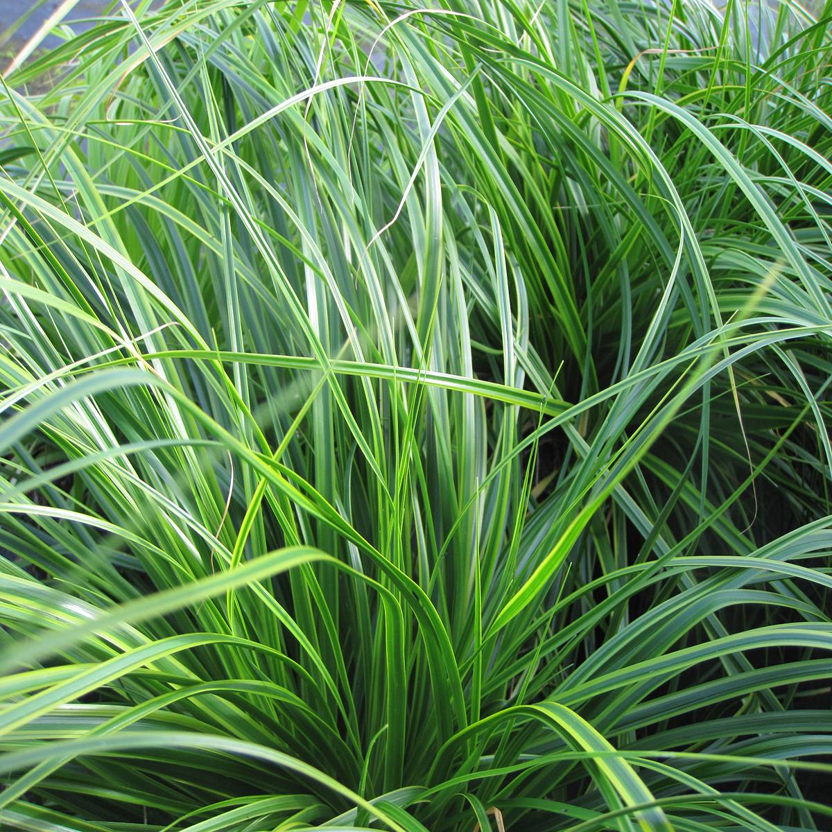 Promesse de Fleurs - Carex oshimensis Evercream - Laîche d'Oshima Pot de 2L/3L