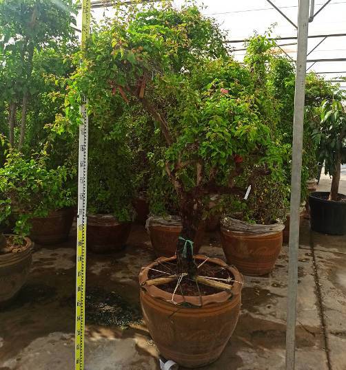 0 - Bougainvillier hybride multi couleur (bougainvillier) Pot de 25L - boule -100/120cm - Image 3