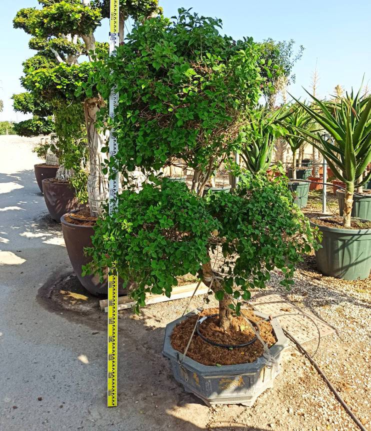 0 - Bougainvillier hybride multi couleur (bougainvillier) Pot de 25L - boule -100/120cm - Image 2