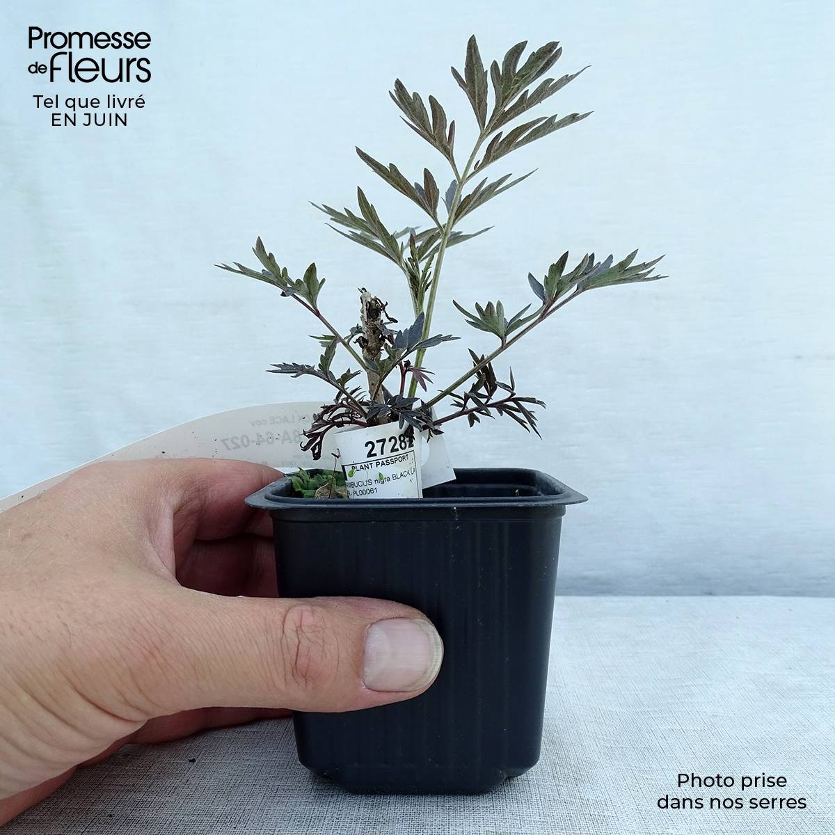 Sureau noir - Sambucus nigra Black Lace (Eva) Godet de 8/9 cm - Image 2