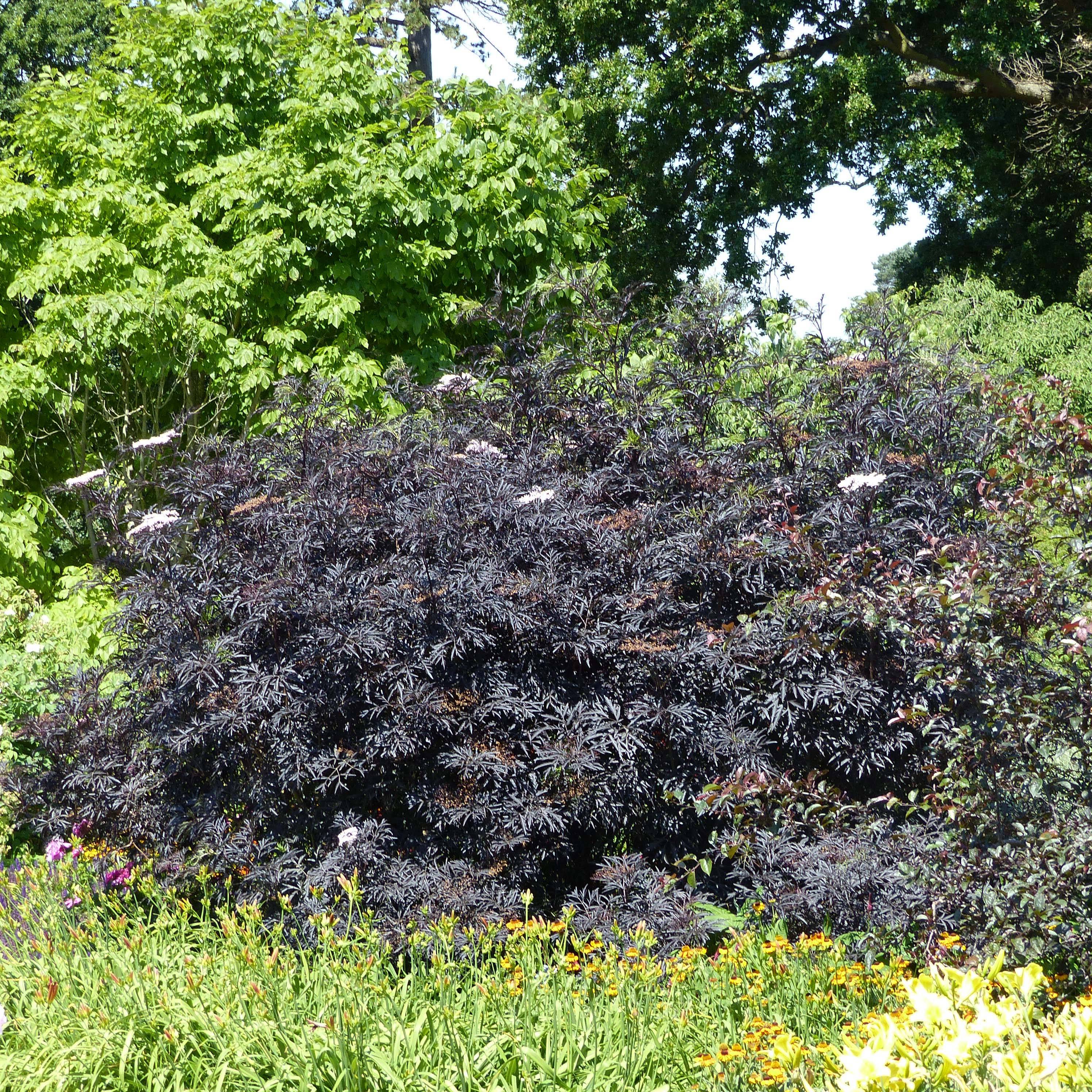 Sureau noir - Sambucus nigra Black Lace (Eva) Godet de 8/9 cm - Image 1