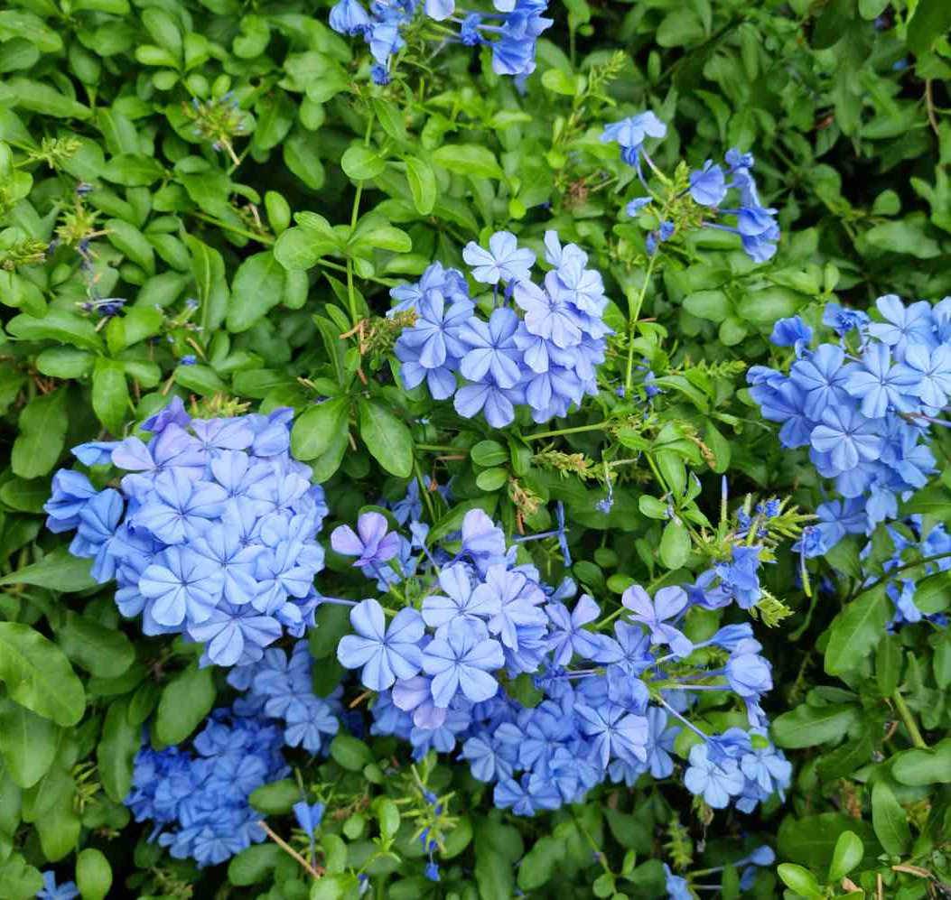 0 - Plumbago auriculata syn. Plumbago capensis (Plumbago du Cap, Dentelaire du Cap) Pot de 25L - 200-225cm - Image 3