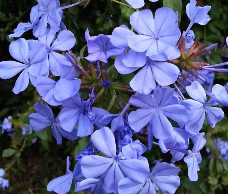 0 - Plumbago auriculata syn. Plumbago capensis (Plumbago du Cap, Dentelaire du Cap) Pot de 25L - 200-225cm