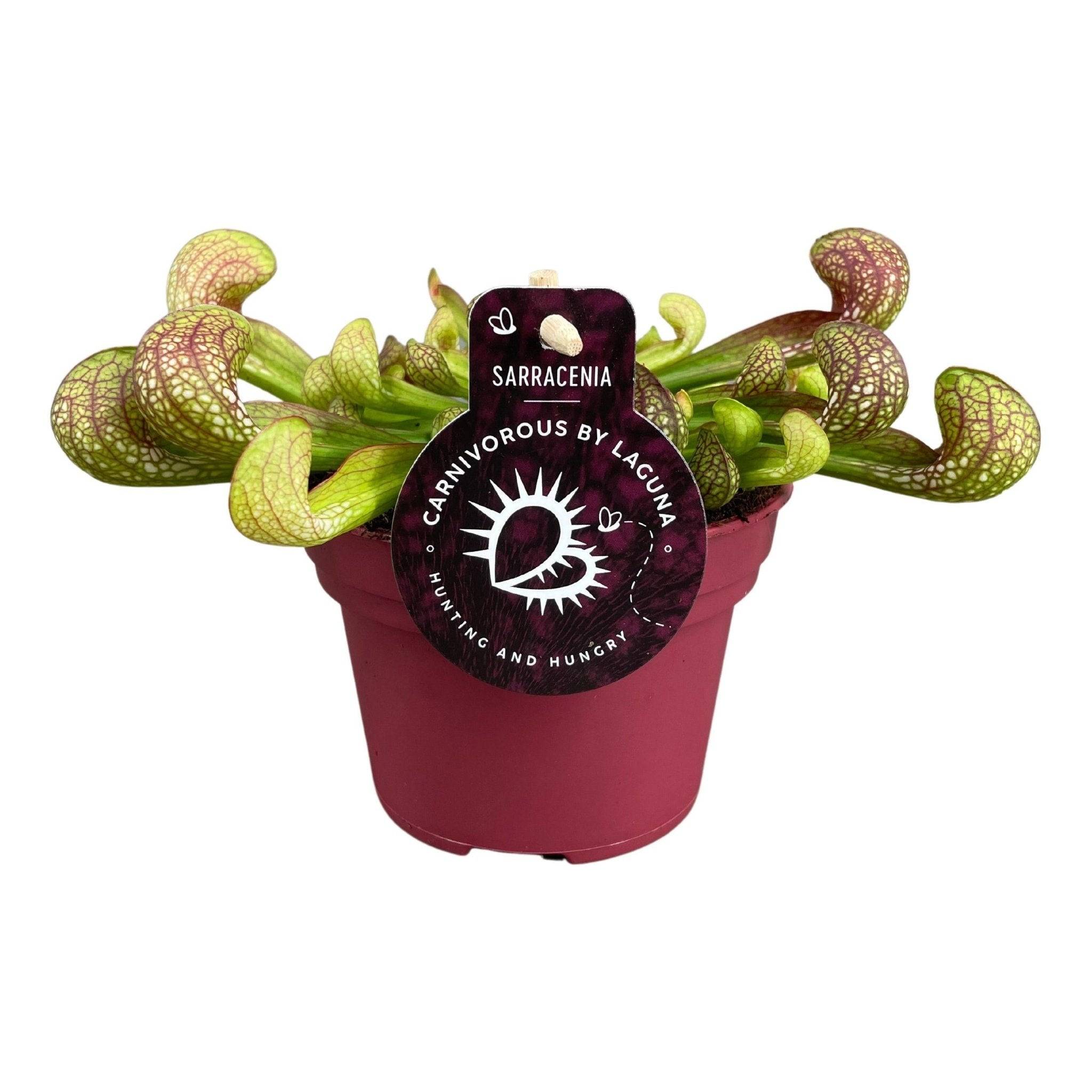Sarracenia Psittacina 13cm - Plante d'intérieur- La Green Touch - Image 1