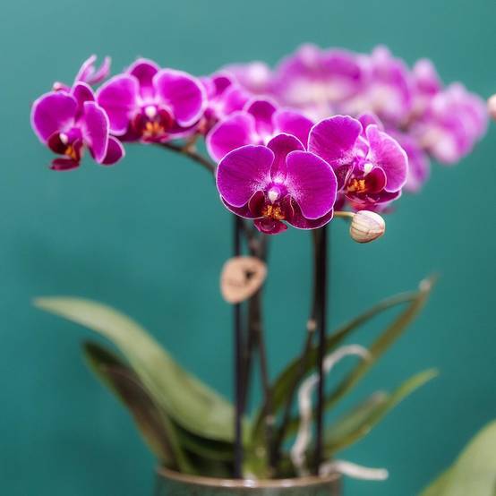 Orchidée Morelia Violette et son pot- La Green Touch Vert - Hauteur 35cm - Image 6