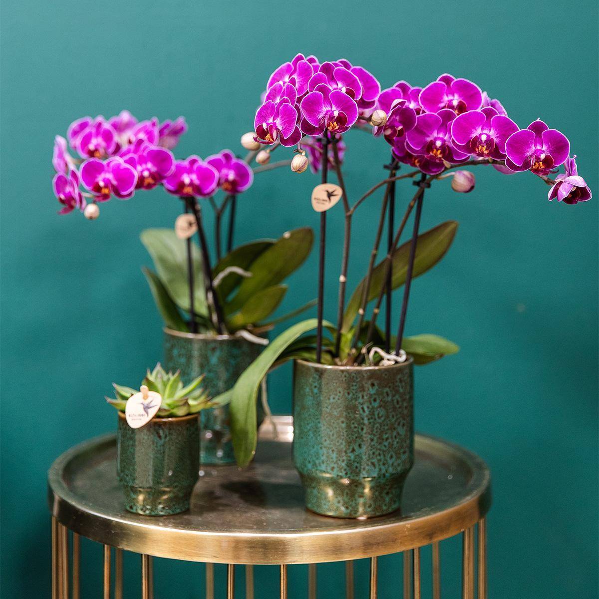 Orchidée Morelia Violette et son pot- La Green Touch Vert - Hauteur 35cm - Image 7