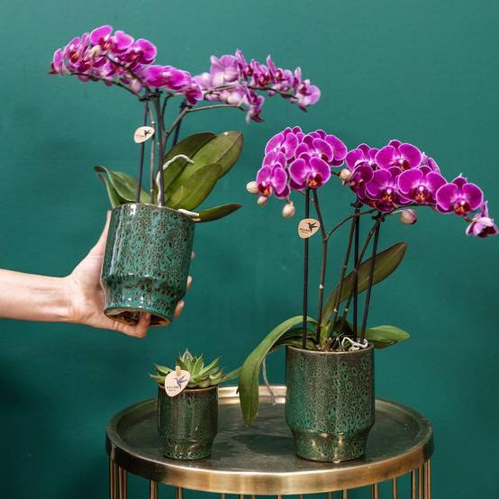 Orchidée Morelia Violette et son pot- La Green Touch Vert - Hauteur 35cm - Image 2