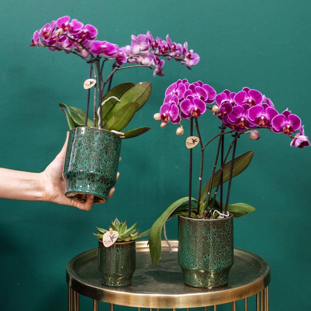 Orchidée Morelia Violette et son pot- La Green Touch Vert - Hauteur 35cm - Image 2