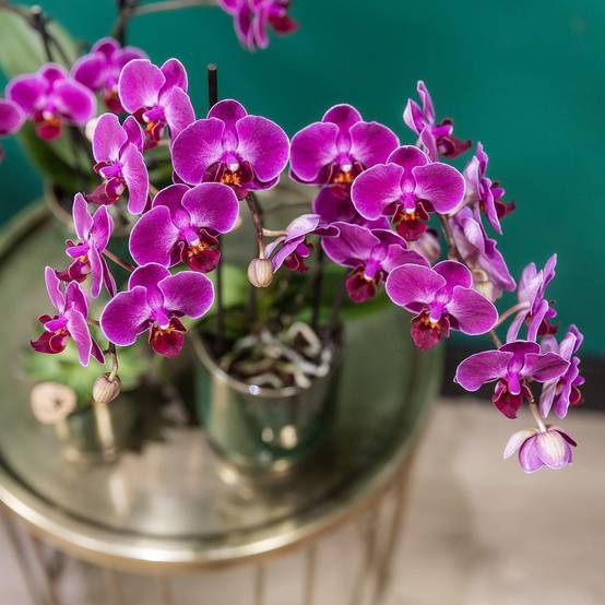 Orchidée Morelia Violette et son pot- La Green Touch Vert - Hauteur 35cm - Image 4