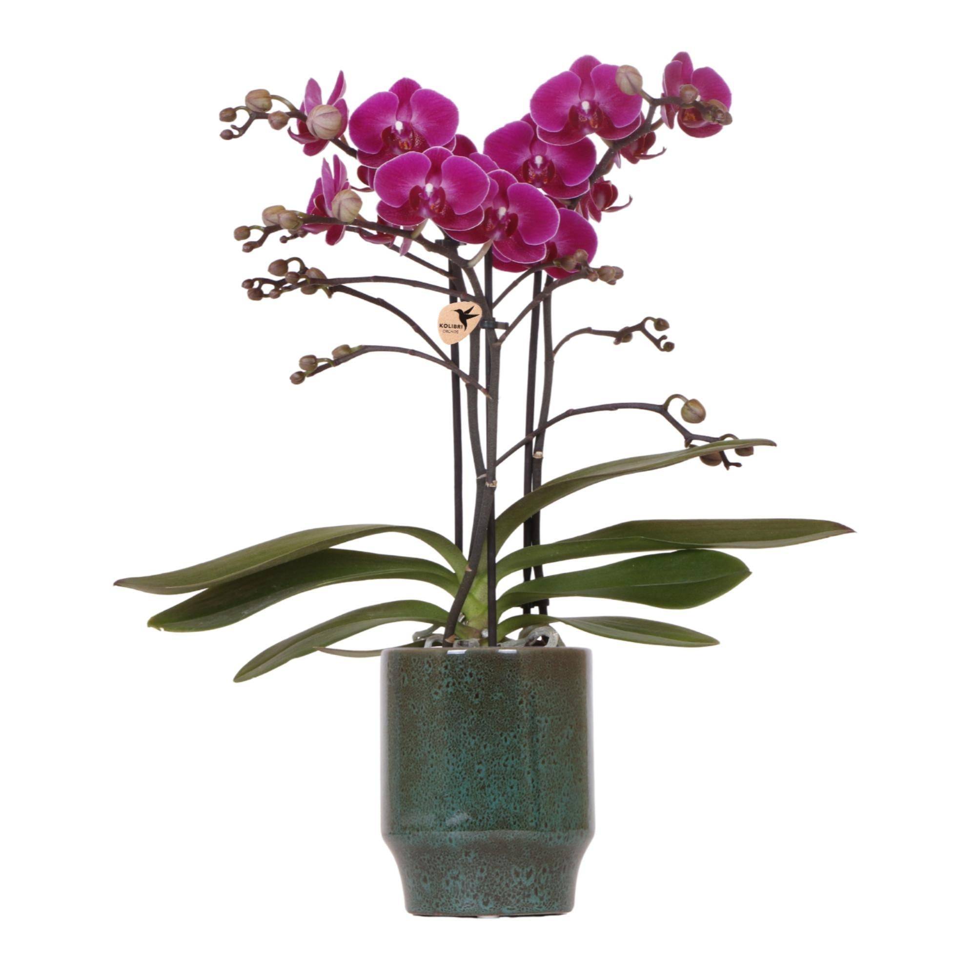 Orchidée Morelia Violette et son pot- La Green Touch Vert - Hauteur 35cm